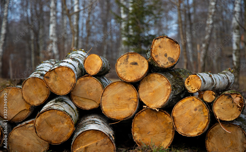 deforestation felling of trees environmental ecology problem about corruption in European Union region