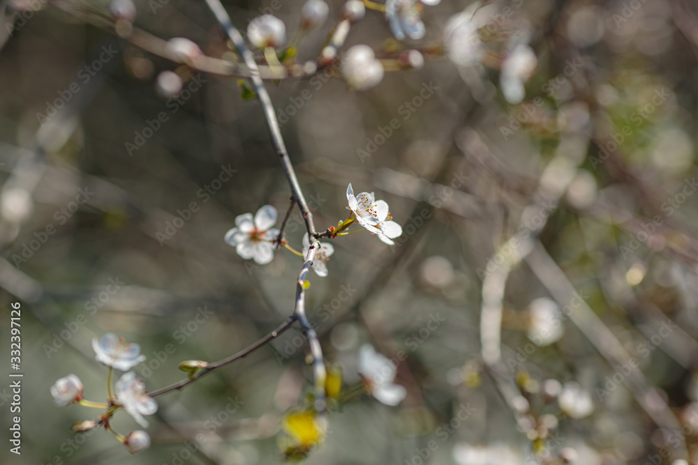 Blossoming branch with with flowers of cherry plum. Blossoming branch with with flowers of cherry plum.