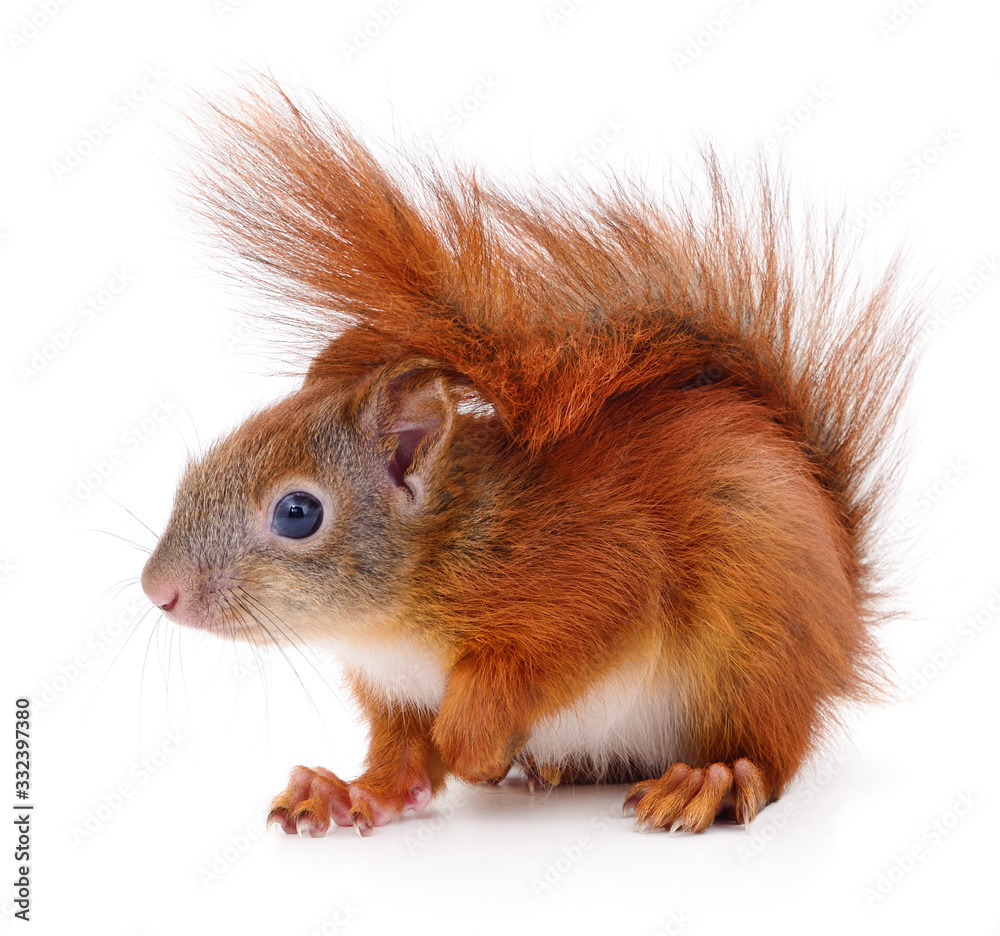 Eurasian red squirrel. Eurasian red squirrel.
