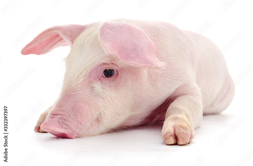 Pig on white