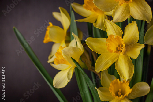Fototapeta Naklejka Na Ścianę i Meble -  Bouquet of yellow daffodils on black background. Spring blooming yellow flowers green leaves, Easter greeting card, holidays website banner low key modern style. Dark and moody nature closeup header.