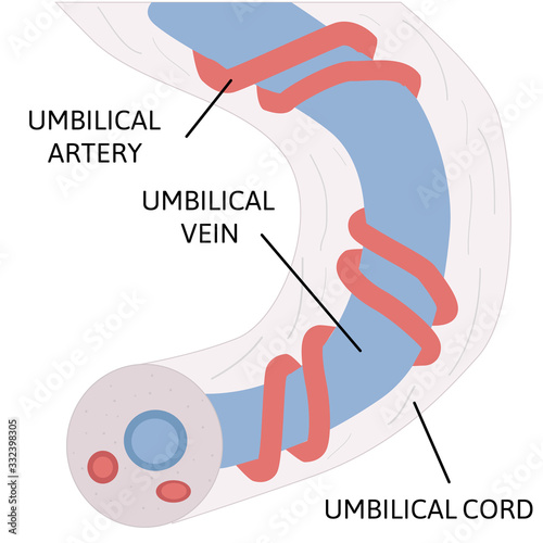 anatomy of umbilical cord. two umbilical arteries and one umbilical vien