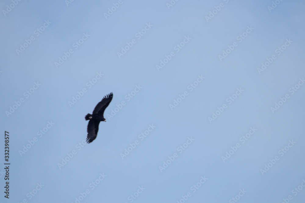 big crow on the sky