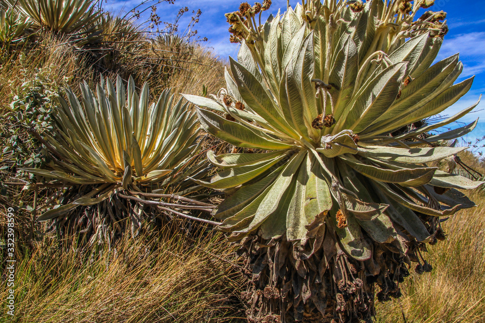 Nahaufnahme von typischen Pflanzen des Páramo, eine typische Landschaftsform im Hochland von Kolumbien mit trockener Graslandschaft und Felsformationen