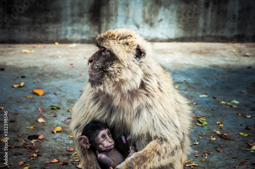 Monkey mother with child in zoo