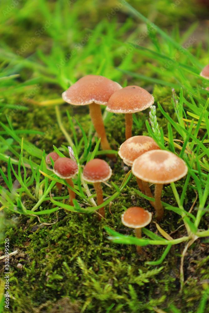 The group of the small poisonous mushrooms on the green moss. The group of the small poisonous mushrooms on the green moss.
