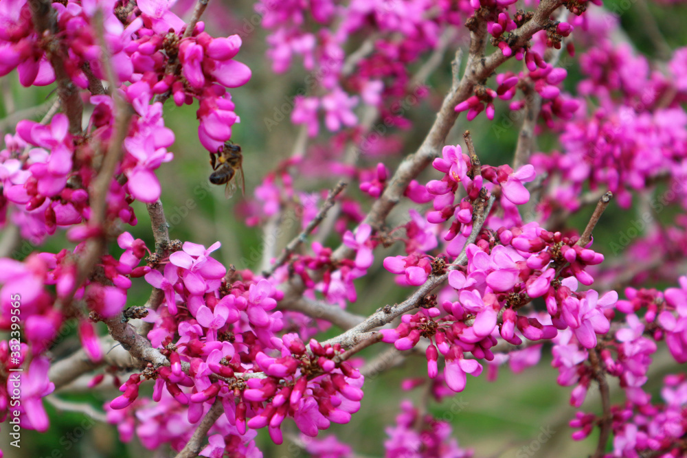 Bright pink cercis tree flowers. Bee on a redbud flower. Springtime