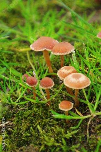 The group of the small poisonous mushrooms on the green moss.
