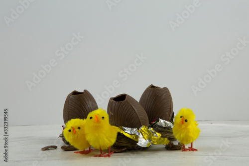 Chocolate Easter eggs in nests with yellow chicks hatching - white background, copy space, no people, Spring chicken easter theme