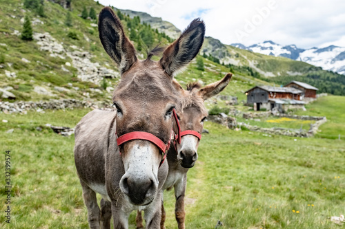 donkey south tyrol chalet hut