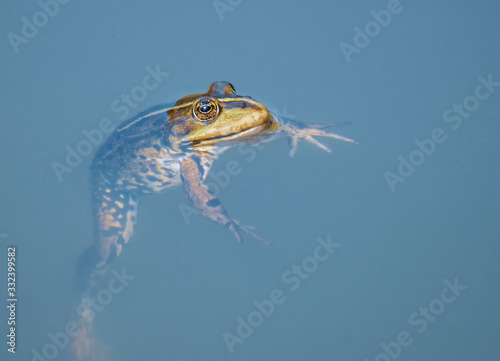 Entspannter Frosch im Wasser