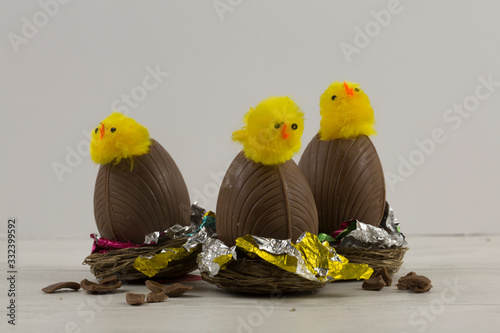 Chocolate Easter eggs in nests with hatching chicks out of top - white background, no people, Easter Spring chicken theme