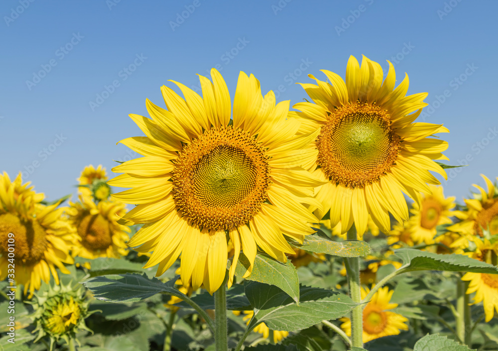 sunflower flowers blooming in plantation field under blue sky sunflower flowers blooming in plantation field under blue sky