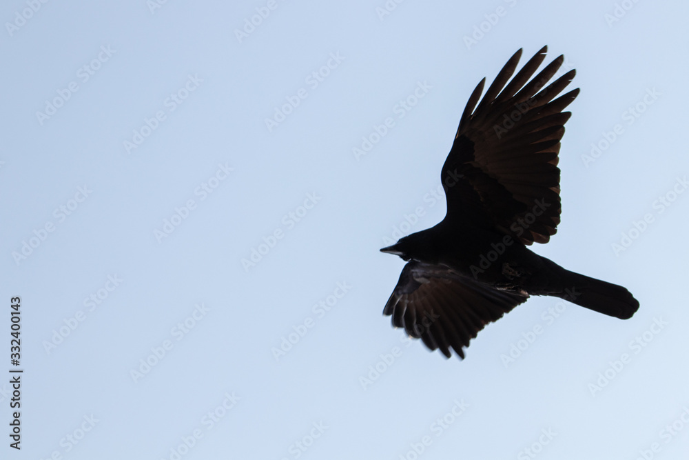 Obraz premium big crow on the sky