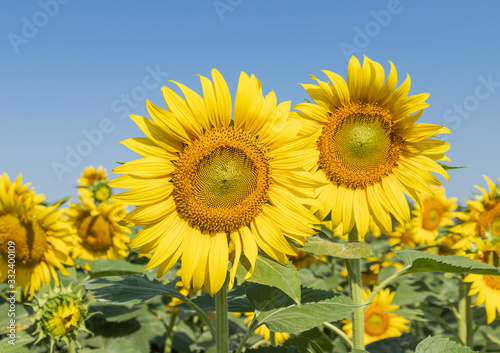 sunflower flowers blooming in plantation field under blue sky 