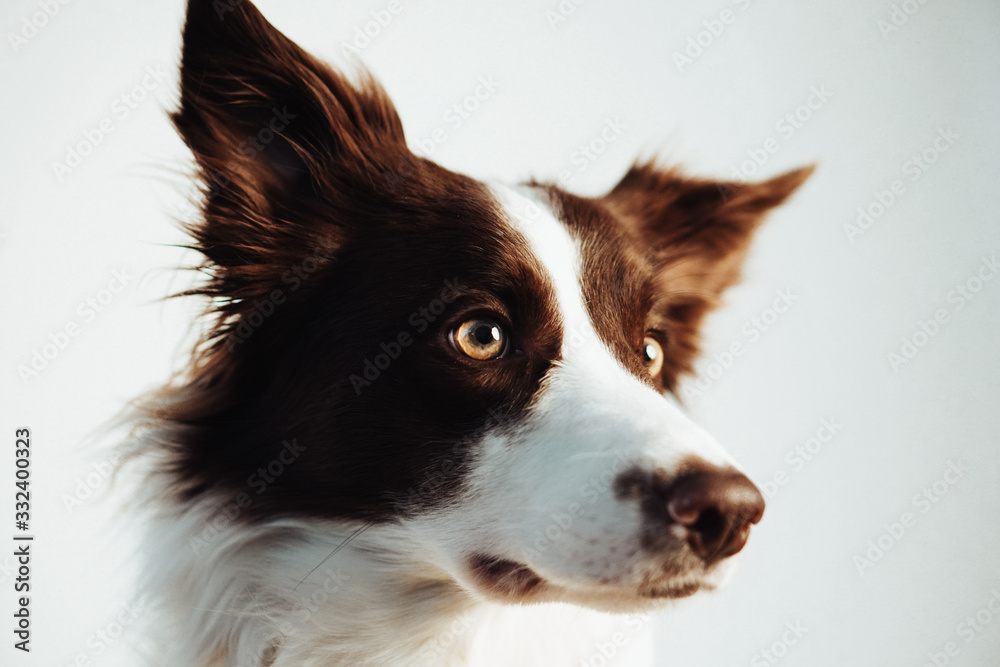 Funny dog portrait border collie.