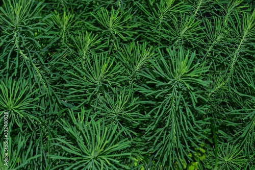 Milkweed cypress close-up. Natural green grassy background.