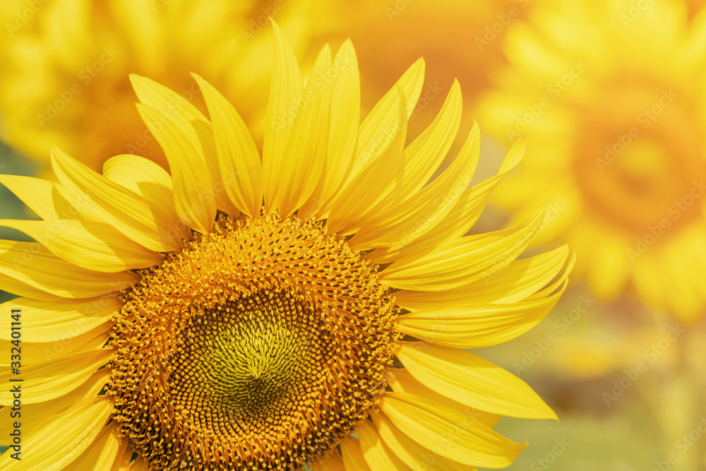 Obraz premium Bright yellow big sunflowers backlit photography on blurred sunny sunset time background inspiration concept