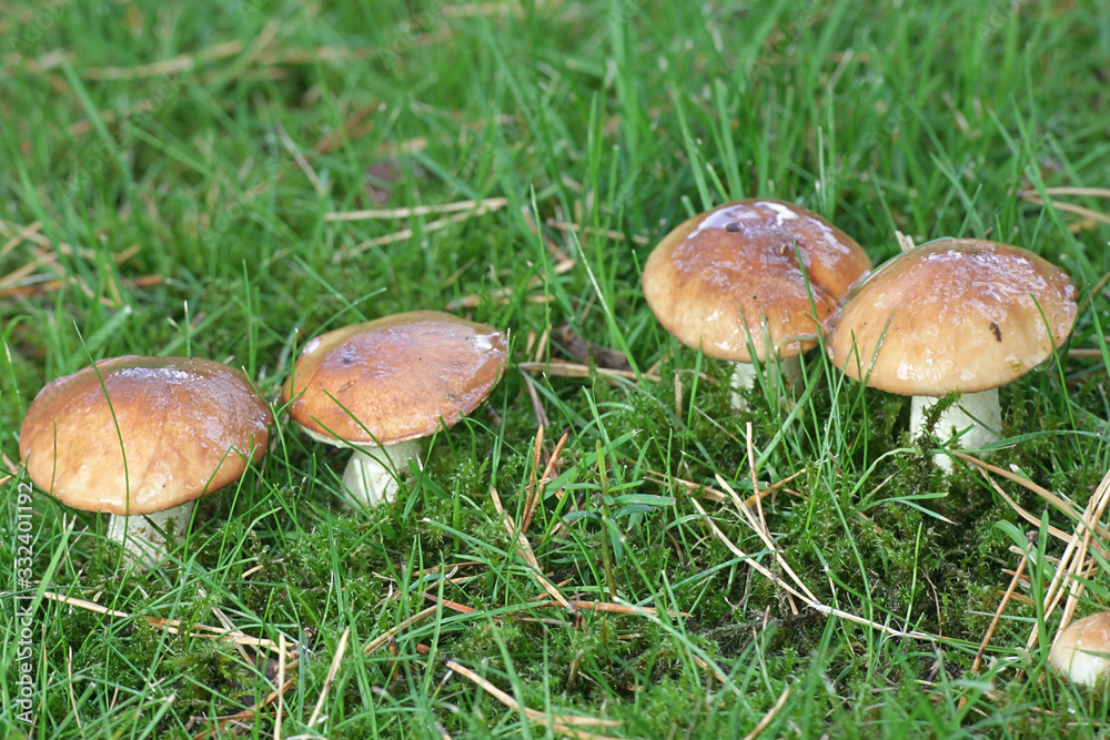 Suillus granulatus, known as the weeping bolete or the granulated bolete, wild edible mushroom from Finland Suillus granulatus, known as the weeping bolete or the granulated bolete, wild edible mushroom from Finland