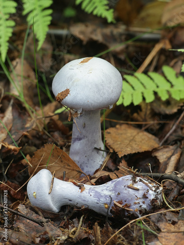 Cortinarius camphoratus, known as the goatcheese webcap, wild mushroom from Finland