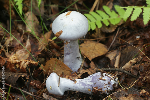 Cortinarius camphoratus, known as the goatcheese webcap, wild mushroom from Finland