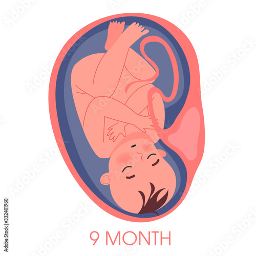 Embryo in womb ninth month. Fetal development and growth during