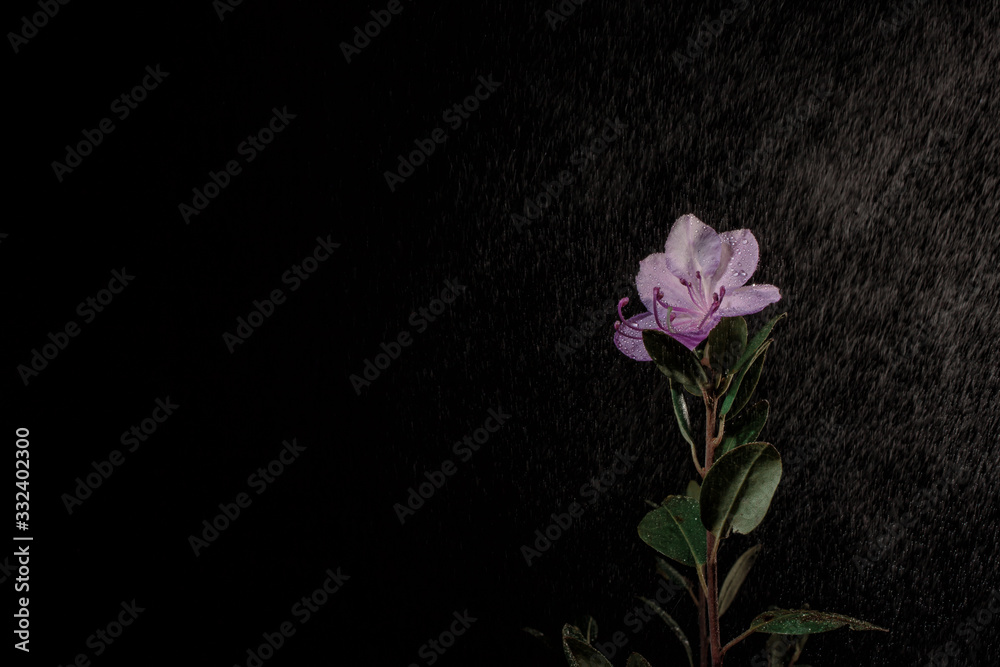 Siberian rhododendron flower on a black background in the rain