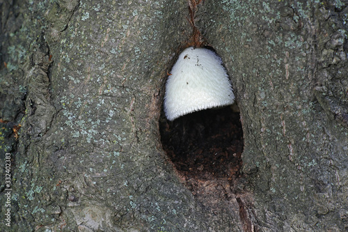Volvariella bombycina, known as the silky sheath, silky rosegill, silver-silk straw mushroom, or tree mushroom, wild mushroom from Finland photo