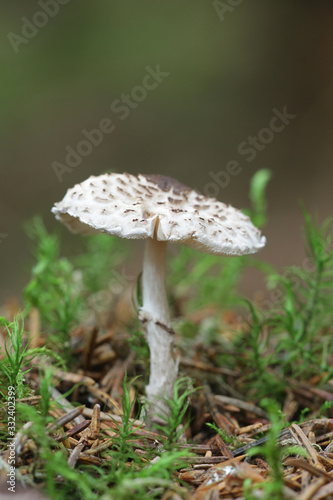 Lepiota felina, known as the cat dapperling, wild mushroom from Finland