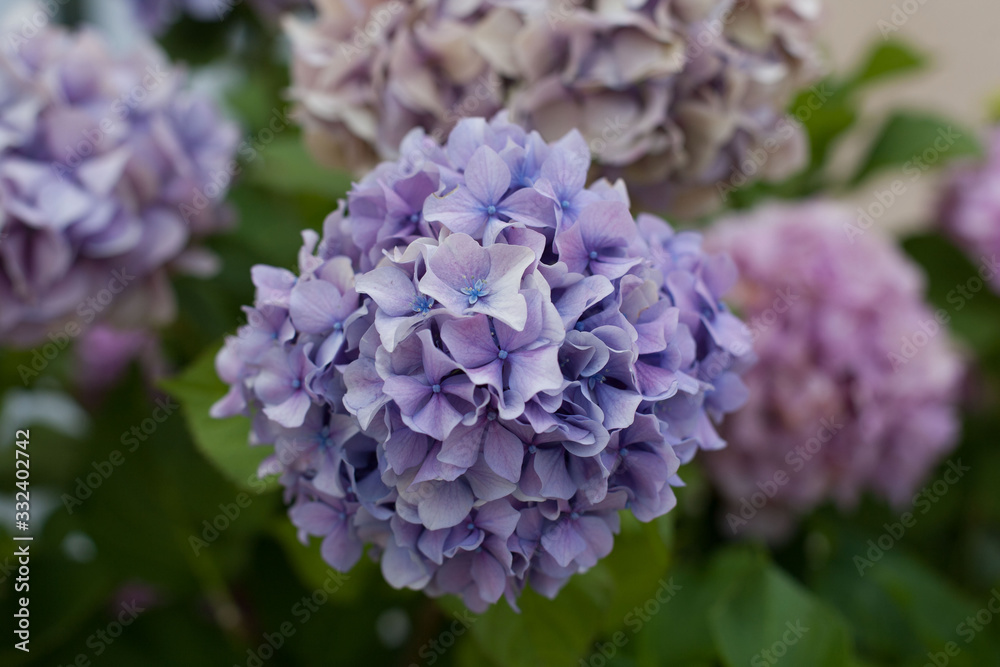 Beautiful blue and pink hydrangeas flower on background. Natural floral background close up. Beautiful blue and pink hydrangeas flower on background. Natural floral background close up.