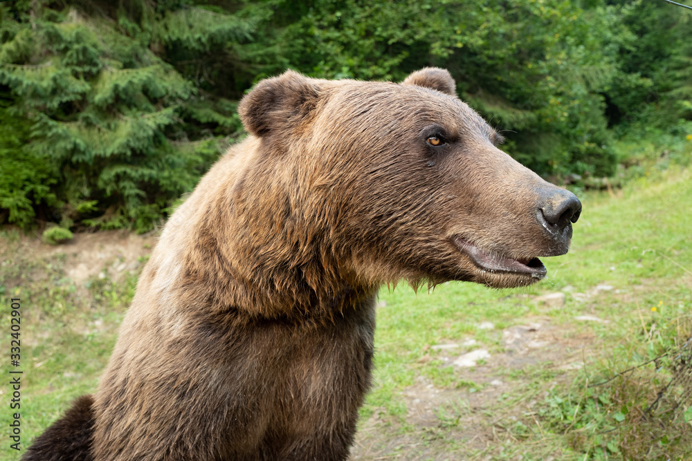 portrait brown bear on the background of forests in the wild in summer. portrait brown bear on the background of forests in the wild in summer.