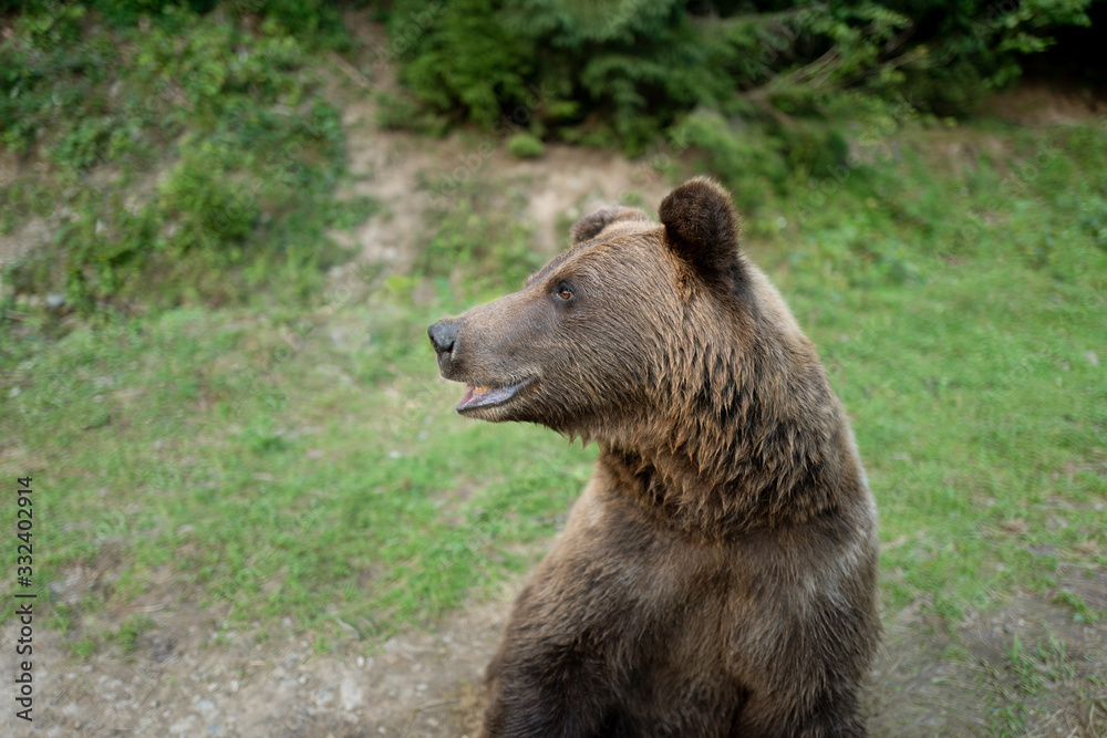 portrait brown bear on the background of forests in the wild in summer.