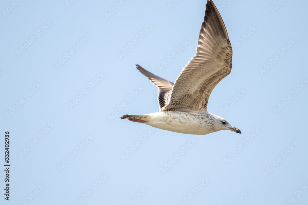 Fototapeta premium Free flying seagull on the beach