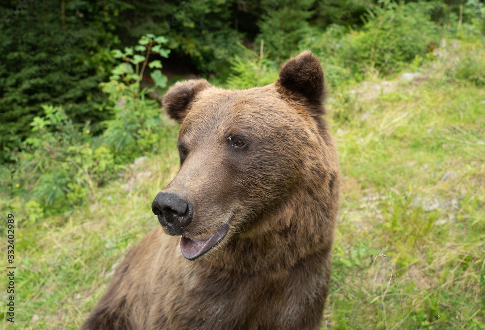 Portrait of a brown bear in a wild forest with a fly sitting on its forehead.