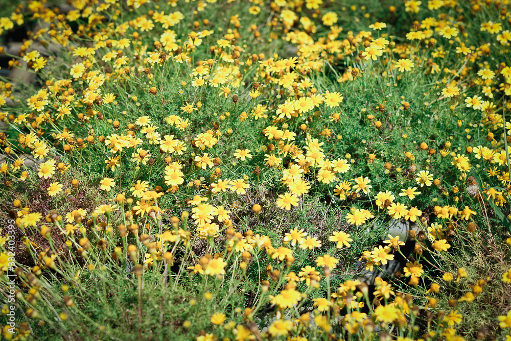 Obraz premium field of yellow dandelions