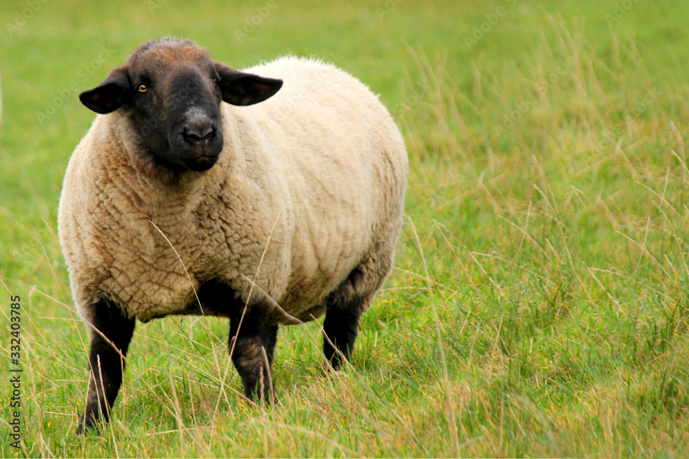 cute white little sheep stands at the camera on a green meadow cute white little sheep stands at the camera on a green meadow