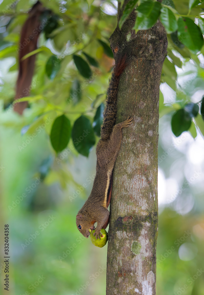 Fototapeta premium Squirrels holding and eating a fruit on the branch