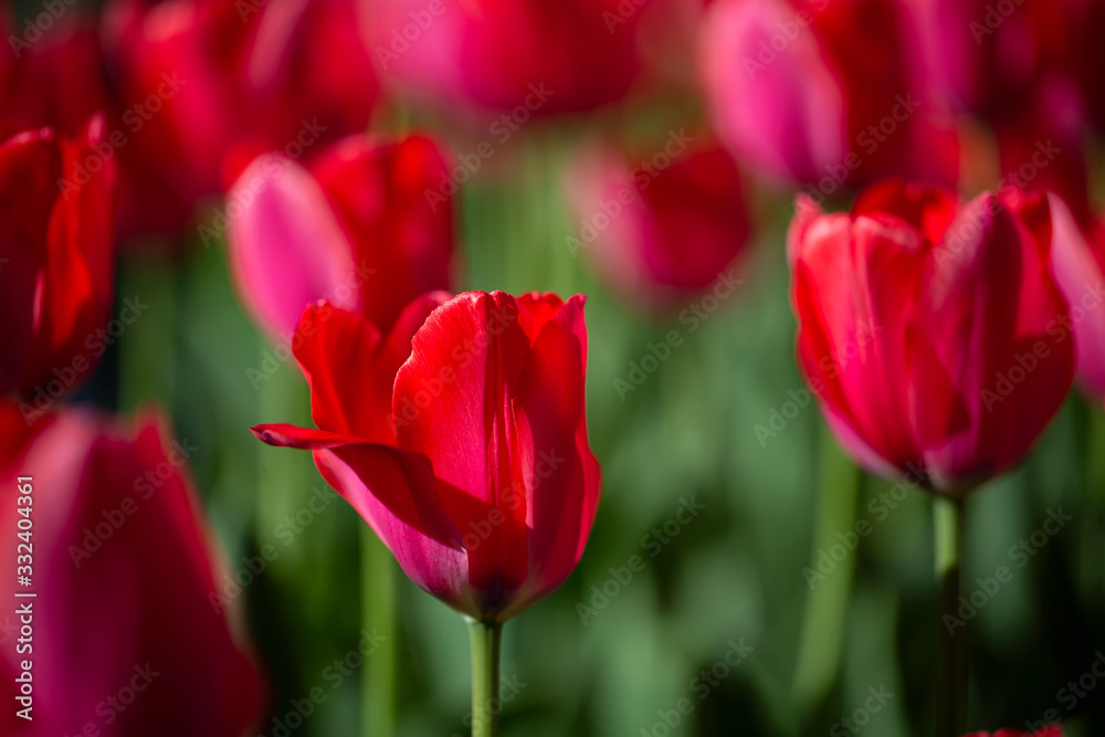 Beautiful spring flowers. Many red tulips Beautiful spring flowers. Many red tulips