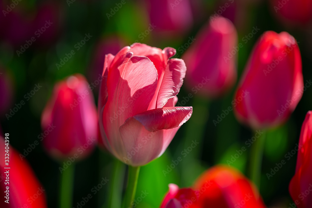 Beautiful spring flowers. Red tulip on a background of nature. Beautiful spring flowers. Red tulip on a background of nature.