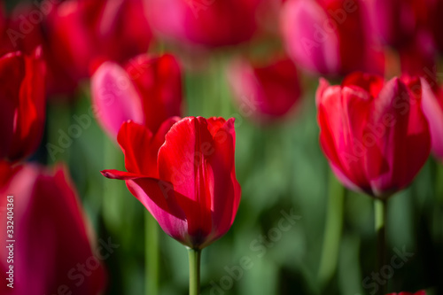 Beautiful spring flowers. Many red tulips