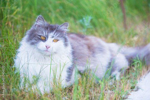 Fluffy cat with yellow eyes in the green grass.