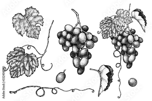 Set of grape leaves, berries, bunch, branch, tendril.. Hand drawn graphic black and white illustration. Sketch. Design background, banner menu label sticker