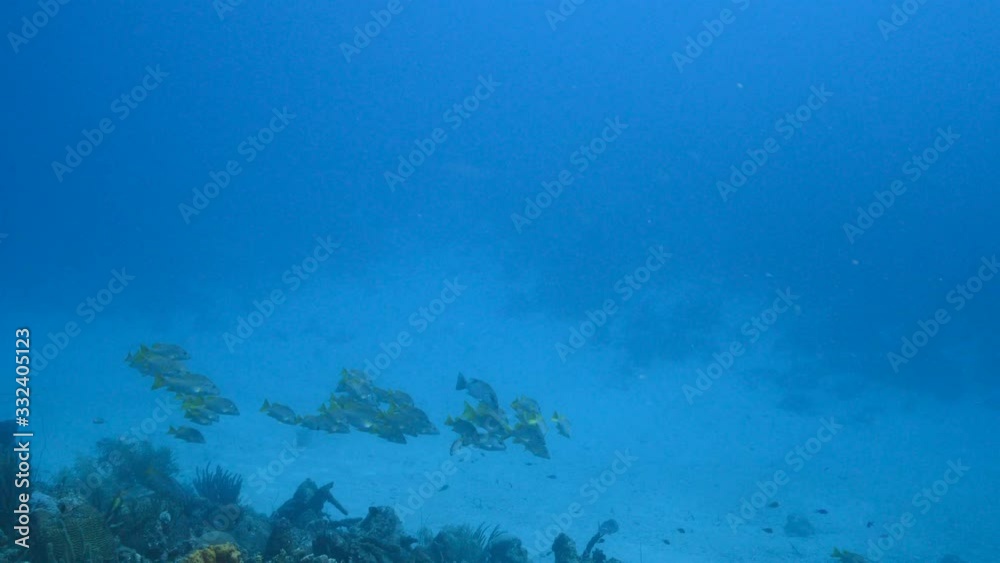School of Schoolmaster Snapper in turquoise water of coral reef  in Caribbean Sea / Curacao