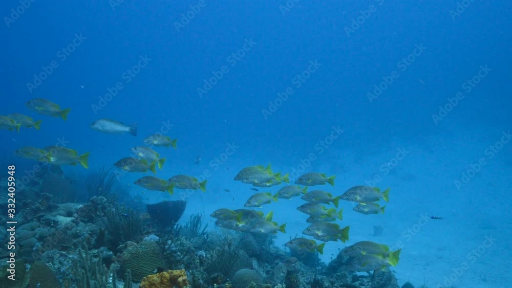 School of Schoolmaster Snapper in turquoise water of coral reef in Caribbean Sea / Curacao School of Schoolmaster Snapper in turquoise water of coral reef in Caribbean Sea / Curacao