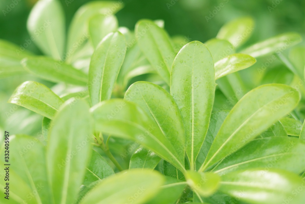 Obraz premium brote de hojas verdes con forma trébol, jardín, verde, fresco, primavera, vegetación, follaje, césped, verde, hojas, naturaleza, fresco