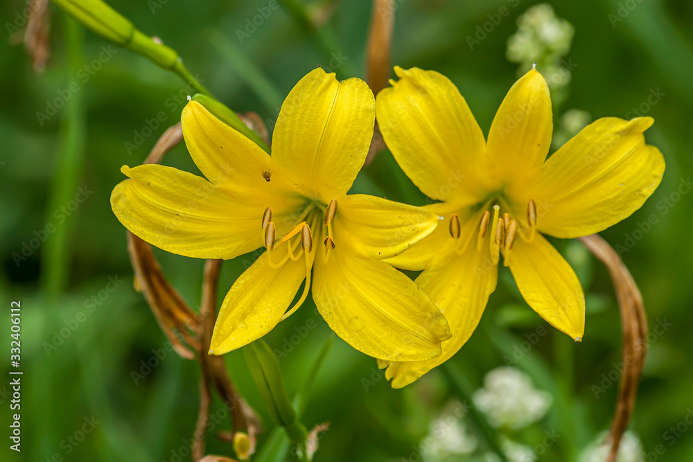 Beautiful lilies in the meadow Beautiful lilies in the meadow