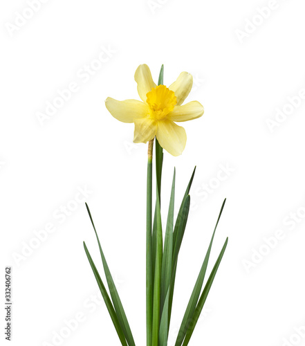 blooming yellow daffodil bud and green leaves isolated on white background, spring flower
