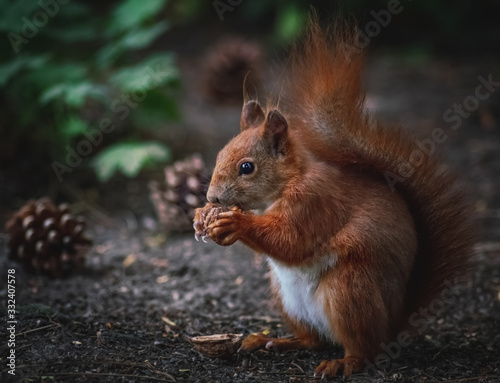 Fressendes Eichhörnchen auf dem Waldboden