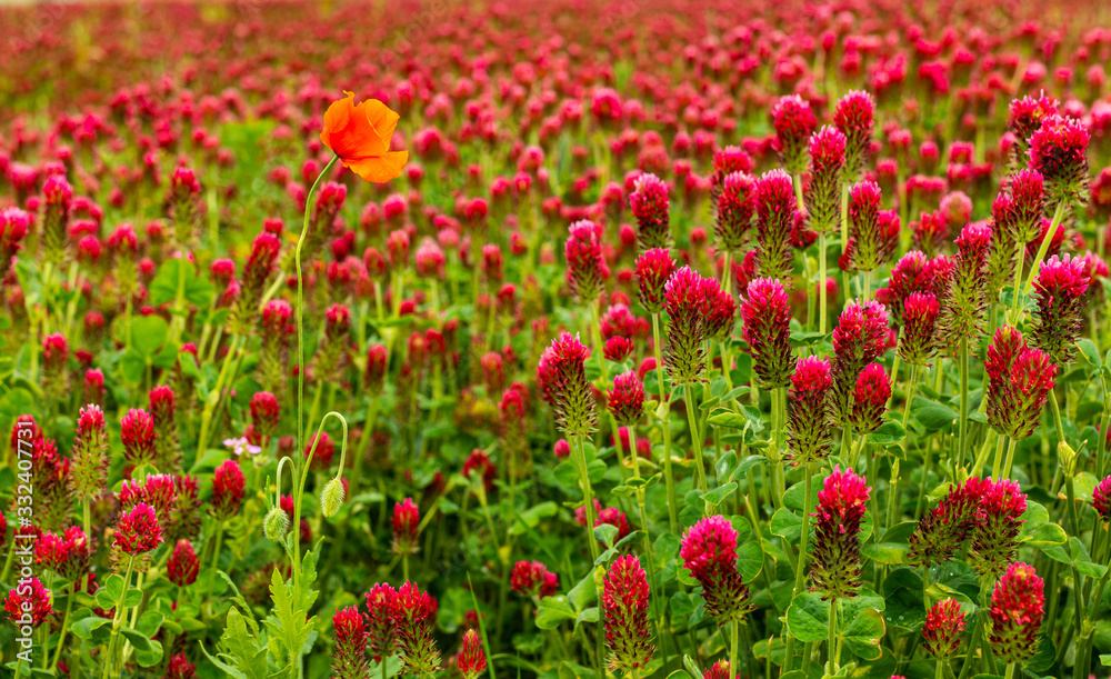 field of red clover with one poppy flower