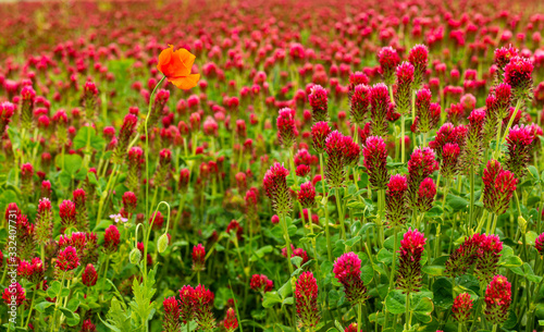 field of red clover with one poppy flower © Petr